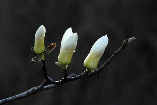 玉兰花