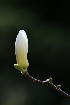玉兰花