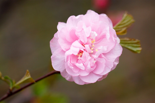 桃花 碧桃花