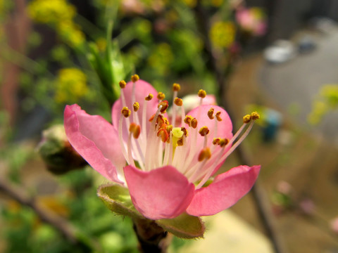 一朵桃花