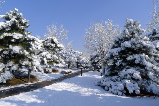 雪景