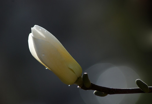 玉兰花