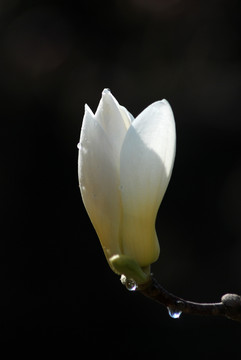 玉兰花