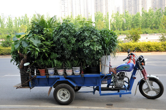 观赏植物出售