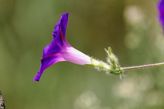 牵牛花