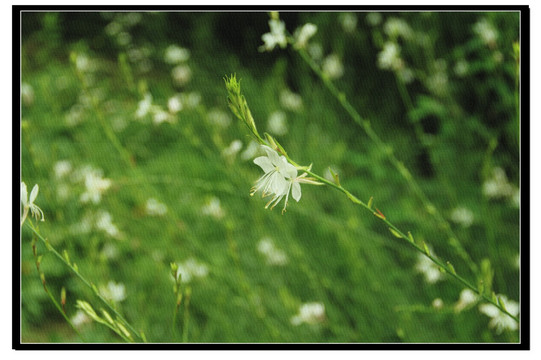 室内装饰画小白花