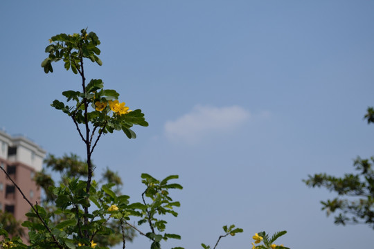 槐树花