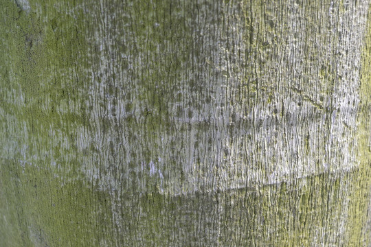 树纹 木纹
