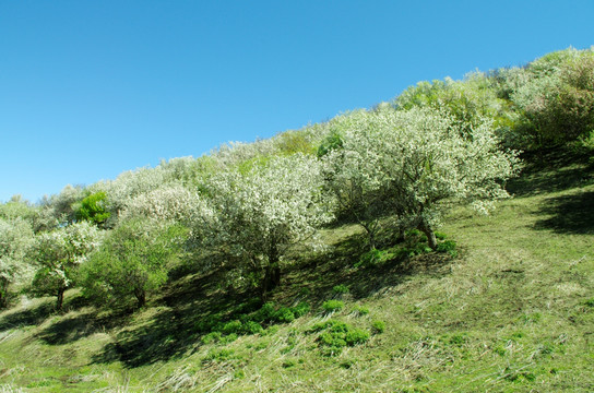 漫山花开