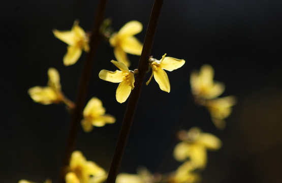 迎春花