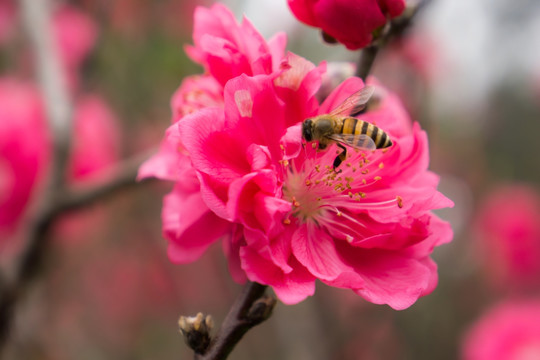 桃花