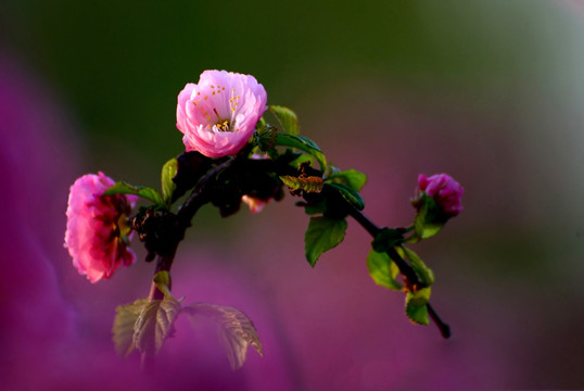 桃花