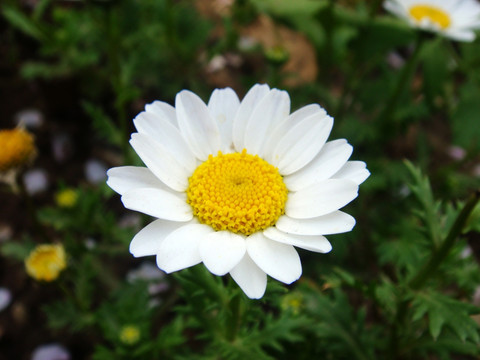 白雏菊