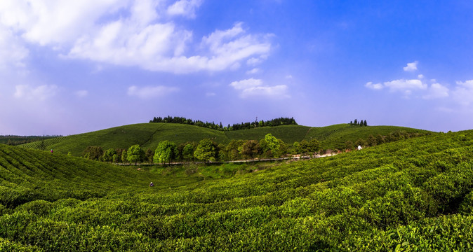 茶园全景