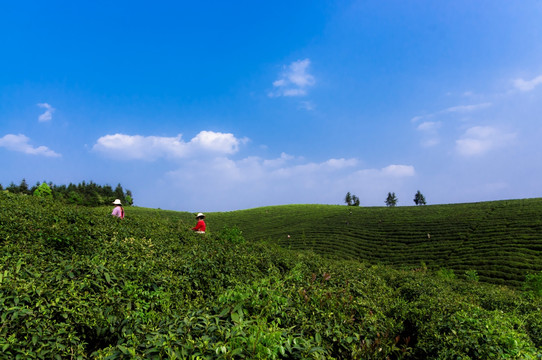 茶园风光