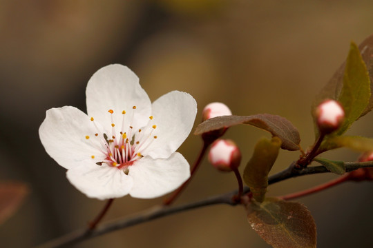 红叶李 园林花木