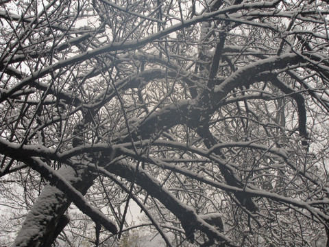 欧梅敷雪