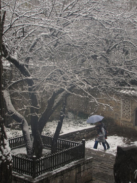 欧梅傲雪