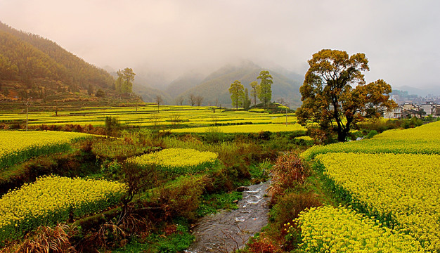 安徽 黄山 油菜花