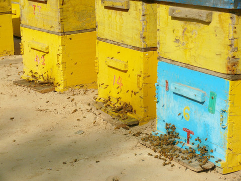 人工养蜂的蜂箱