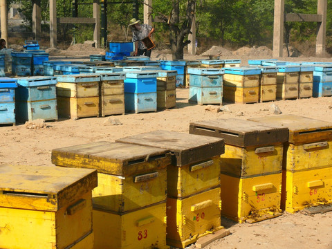 蜜蜂采蜜的蜂箱