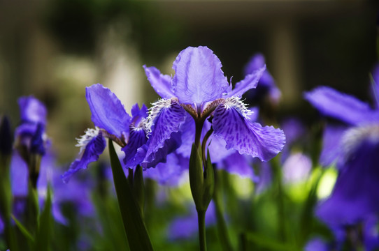 鸢尾花