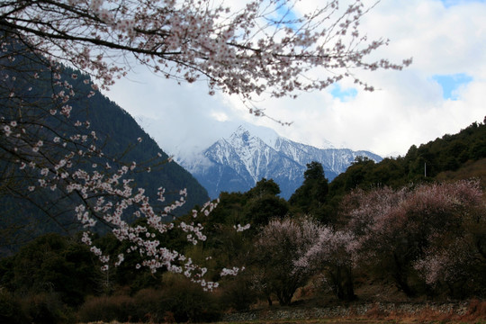 雪山桃花