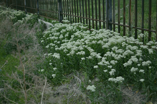 白色野花