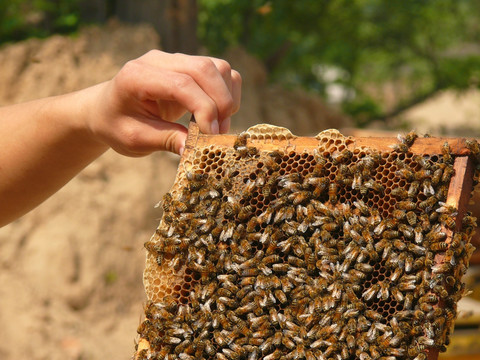 养蜂人查看蜜蜂