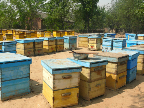 养蜂场的蜂箱