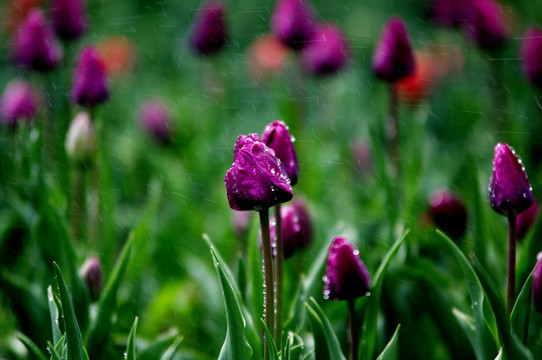 雨中的紫色郁金香