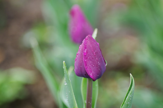 雨中的紫色郁金香