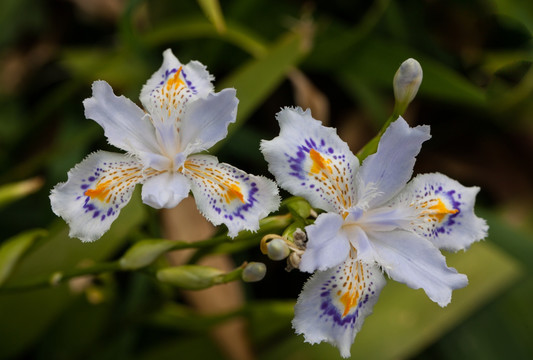 鸢尾花