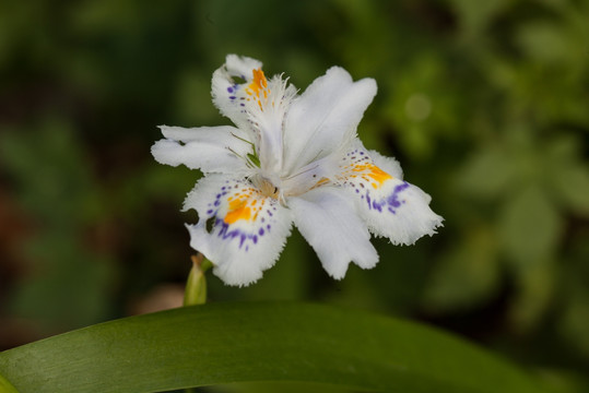 鸢尾花