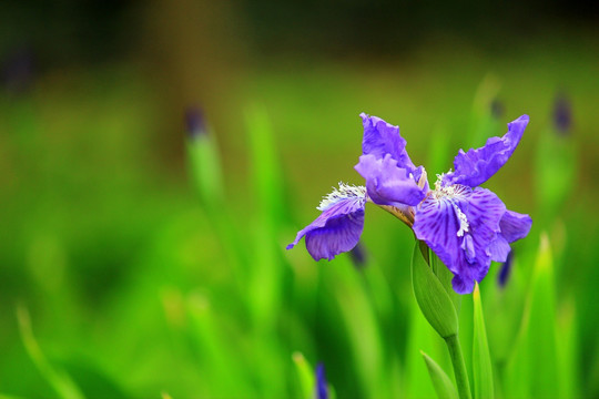 鸢尾花