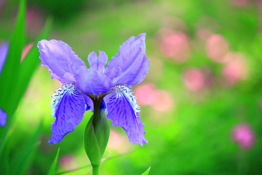鸢尾花