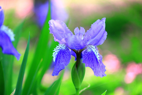 鸢尾花