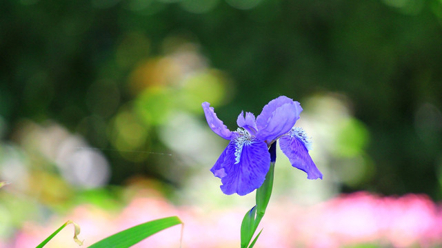 鸢尾花