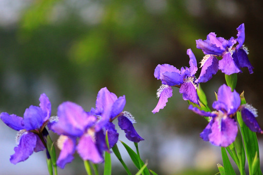 鸢尾花