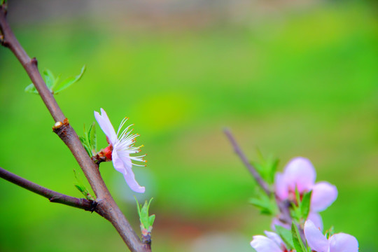 桃花