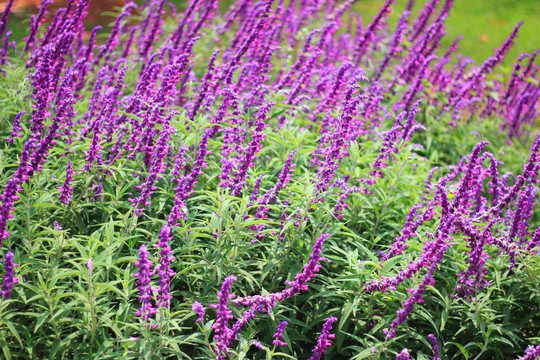 紫花