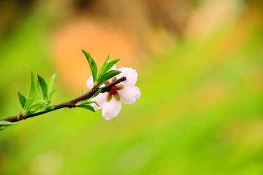 桃花