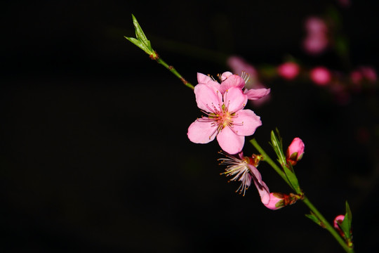 桃花