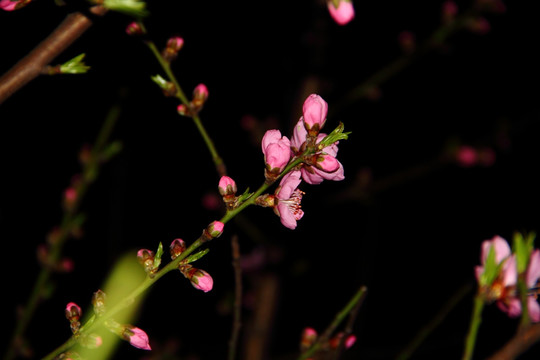 桃花