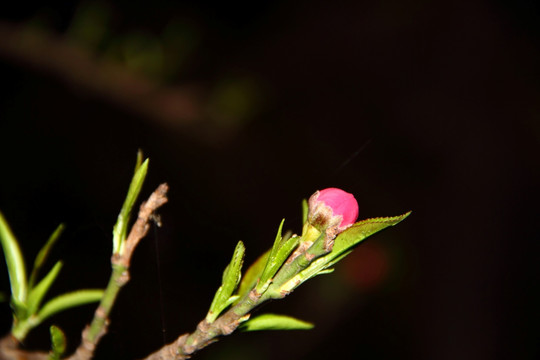 桃花