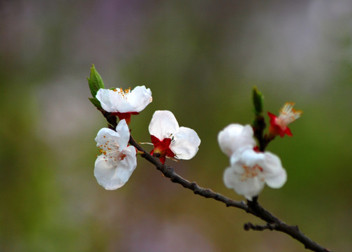 桃花