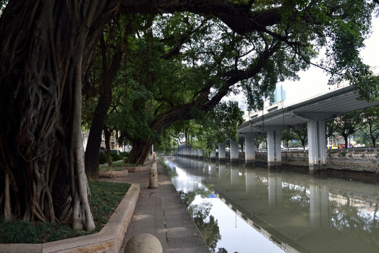 河堤 桥底 河道 树萌