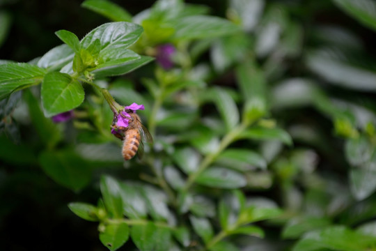 鲜花 花朵 蜜蜂采蜜 蜜蜂 花