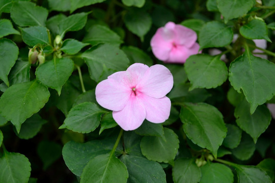 长春花