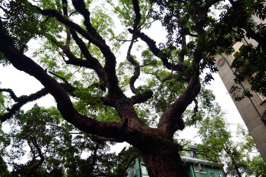 老树 树枝 苍天老树